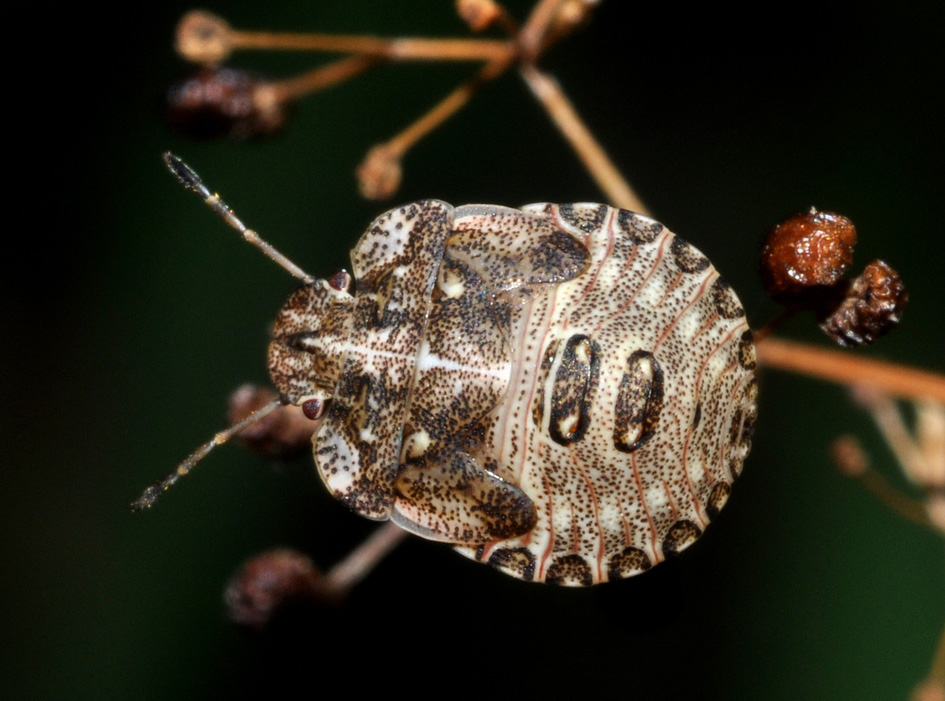 Pentatomidae: Dyroderes umbraculatus della Toscana (AR)