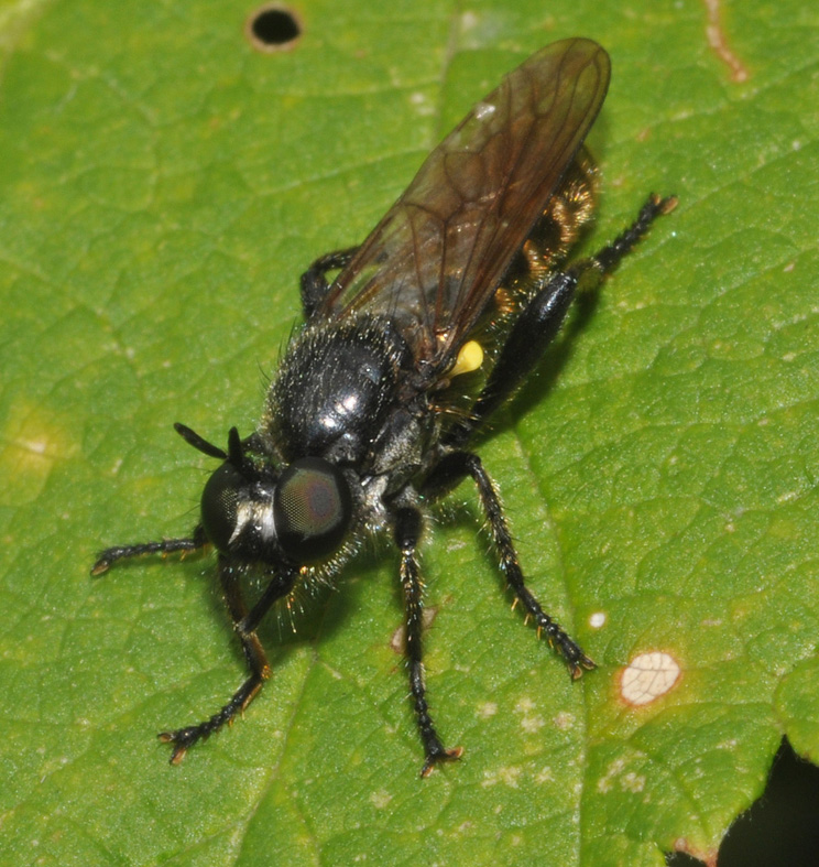 Choerades sp., Asilidae.