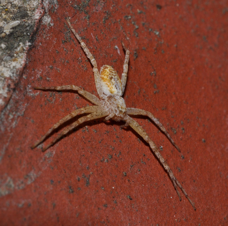 Philodromus sp.