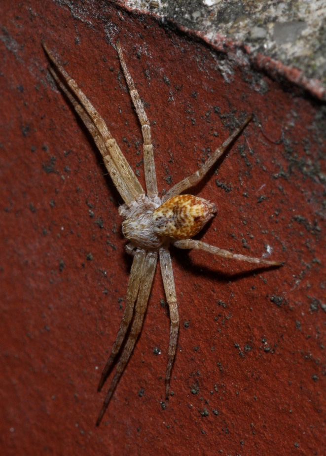 Philodromus sp.