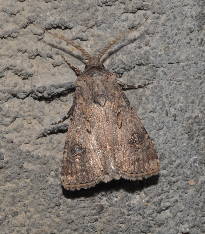 noctuidae?