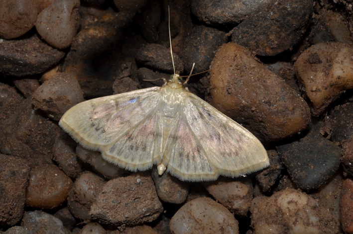 Geometridae (?): aiuto ID (3)