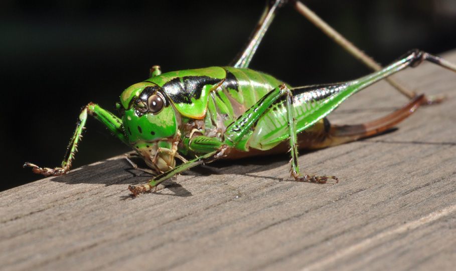 Tettigoniidae: Eupholidoptera sp.