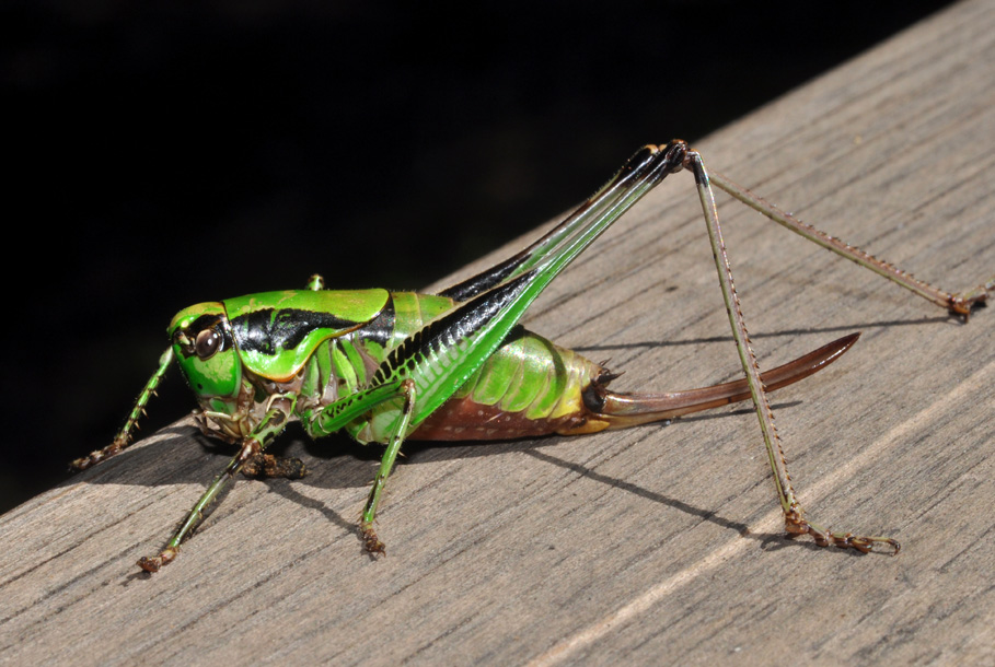 Tettigoniidae: Eupholidoptera sp.