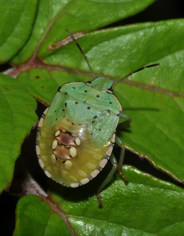 Pentatomidae: ninfa di Nezara viridula della Basilicata (PZ)