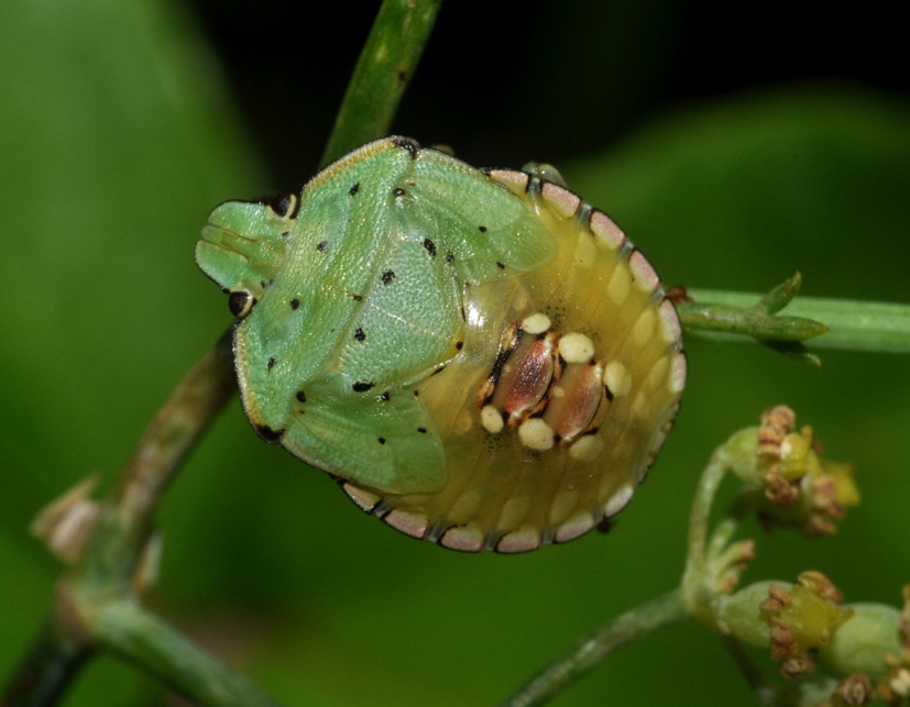 Pentatomidae: ninfa di Nezara viridula della Basilicata (PZ)