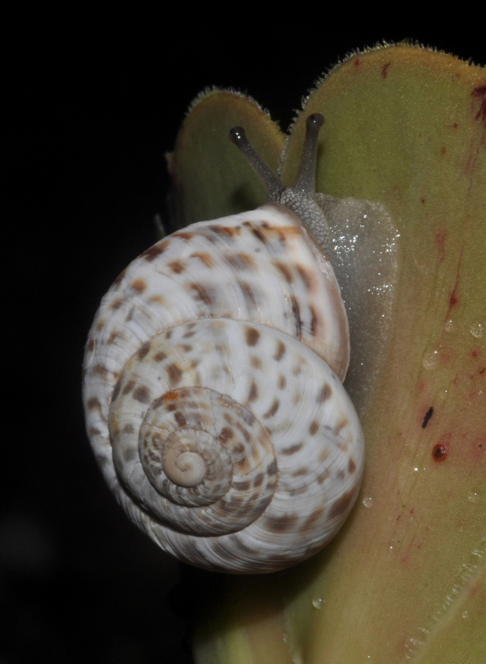 Marmorana fuscolabiata da Maratea(PZ)