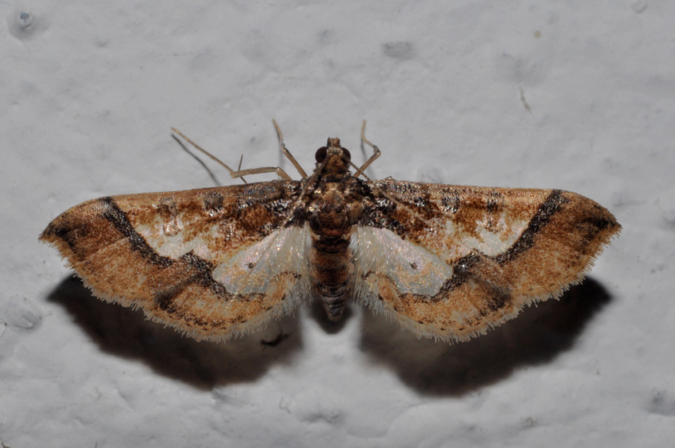 Geometridae: aiuto ID