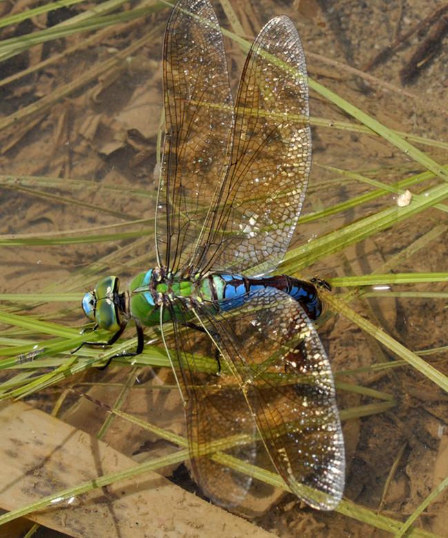 conferma per Anax imperator F