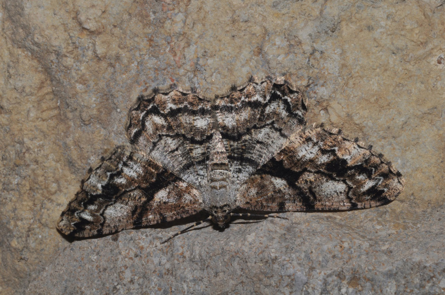 Geometridae: aiuto ID (3)