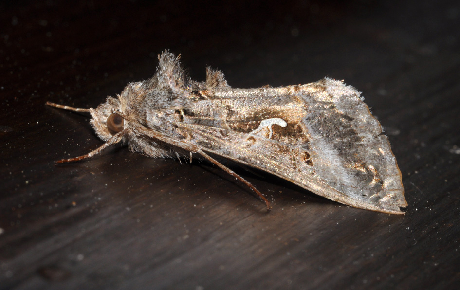 Noctuidae: dubbio ID