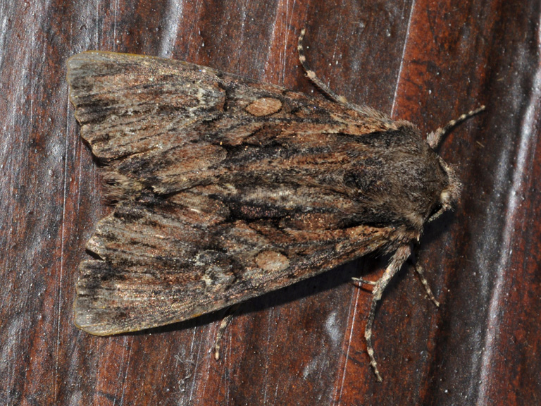 Noctuidae...