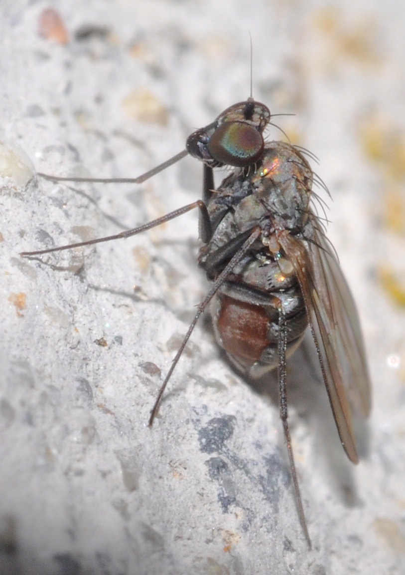 Dolichopodidae:Medetera sp.