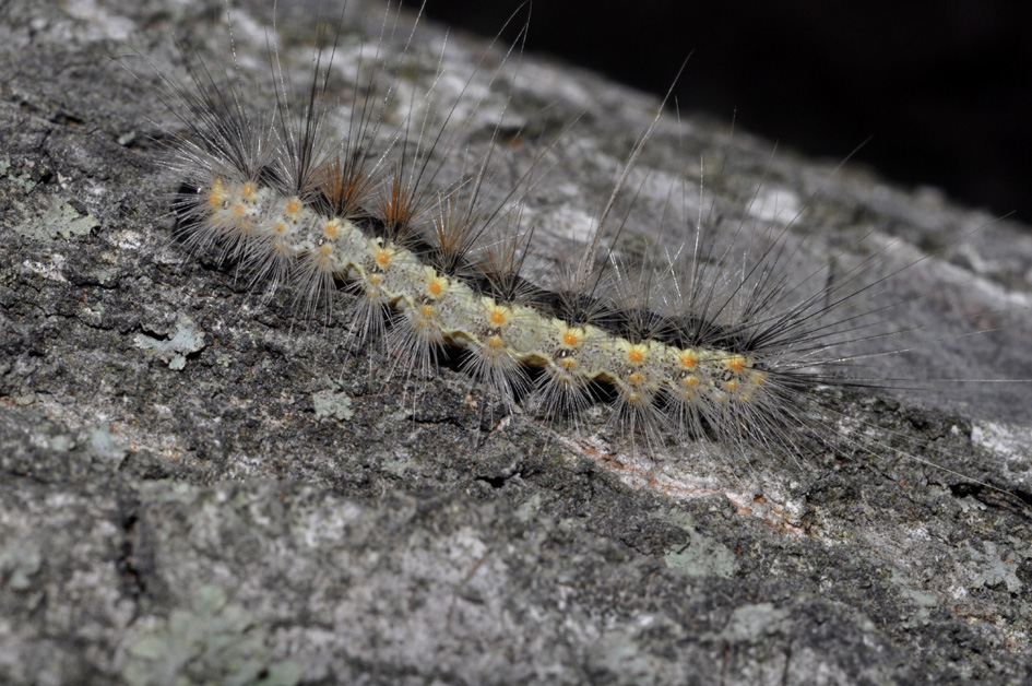 bruco di Hyphantria cunea...?