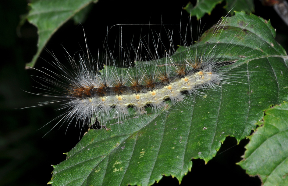 bruco di Hyphantria cunea...?