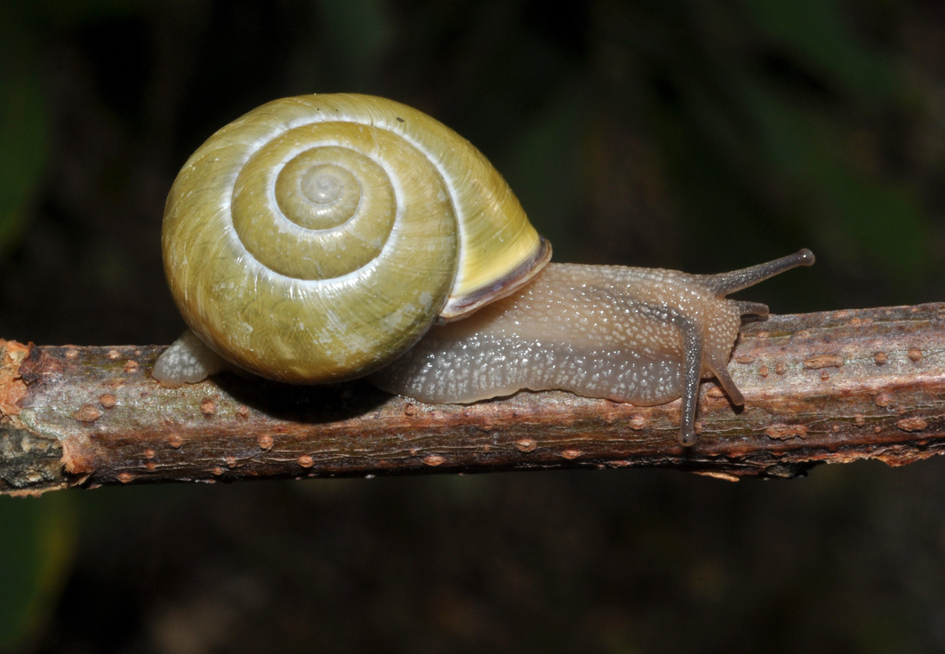 Cepaea nemoralis priva di bande brune