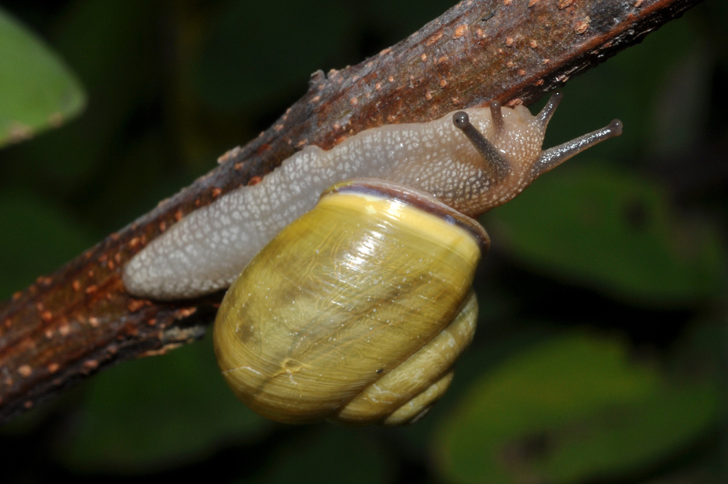 Cepaea nemoralis priva di bande brune