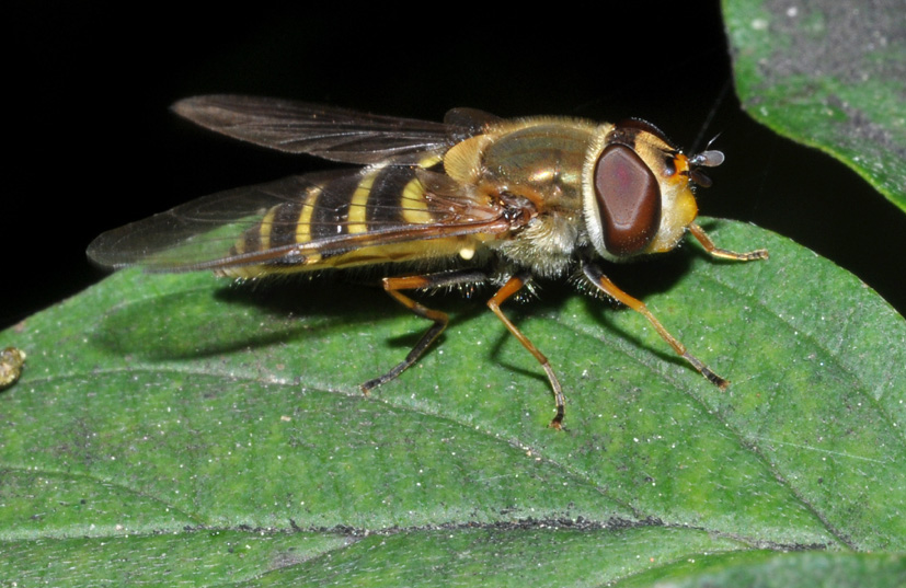 conferma ID: Syrphus torvus?