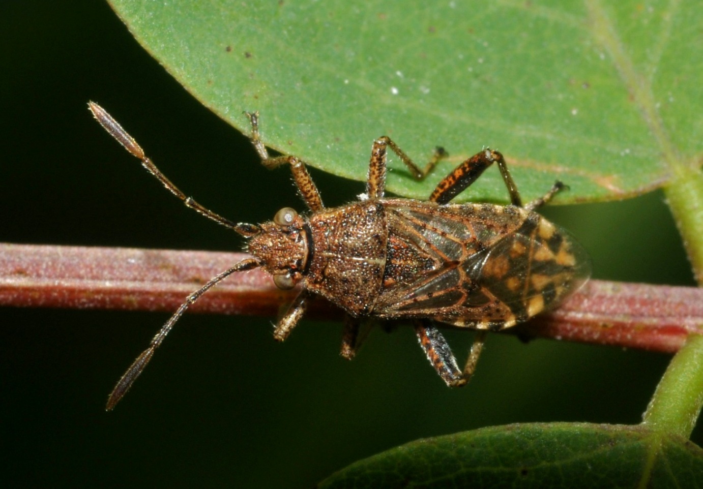 aiuto id...Miridae?