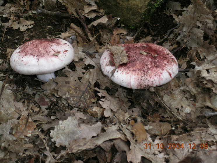 Russule? (Hygrophorus russula)