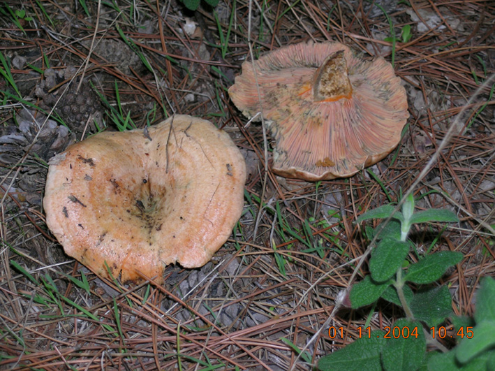 Lactarius deliciosus?