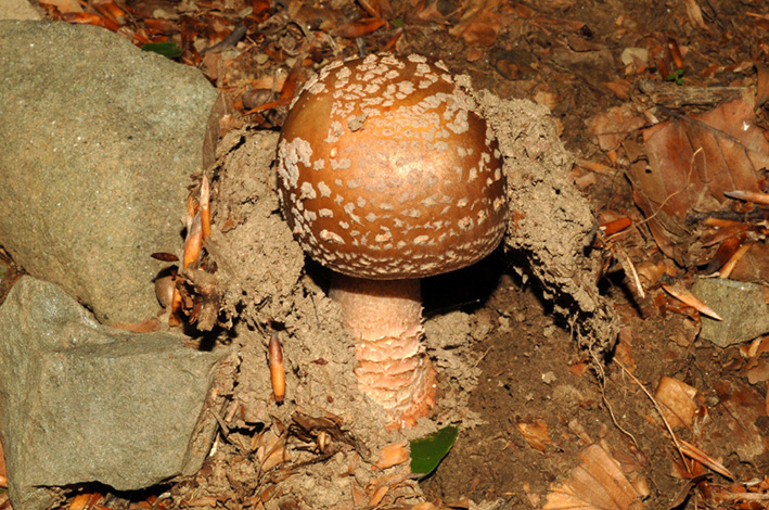 Amanita rubescens