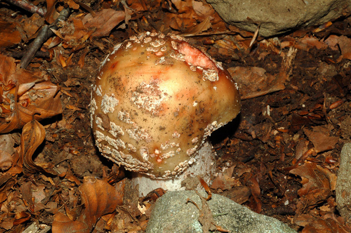 Amanita rubescens