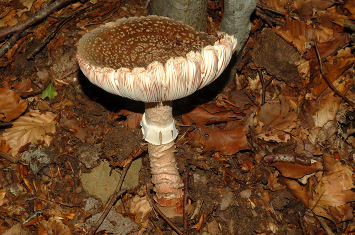 Amanita rubescens