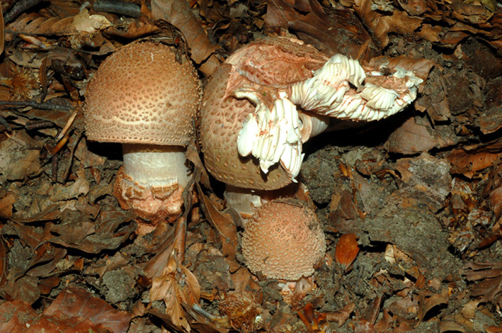 Amanita rubescens