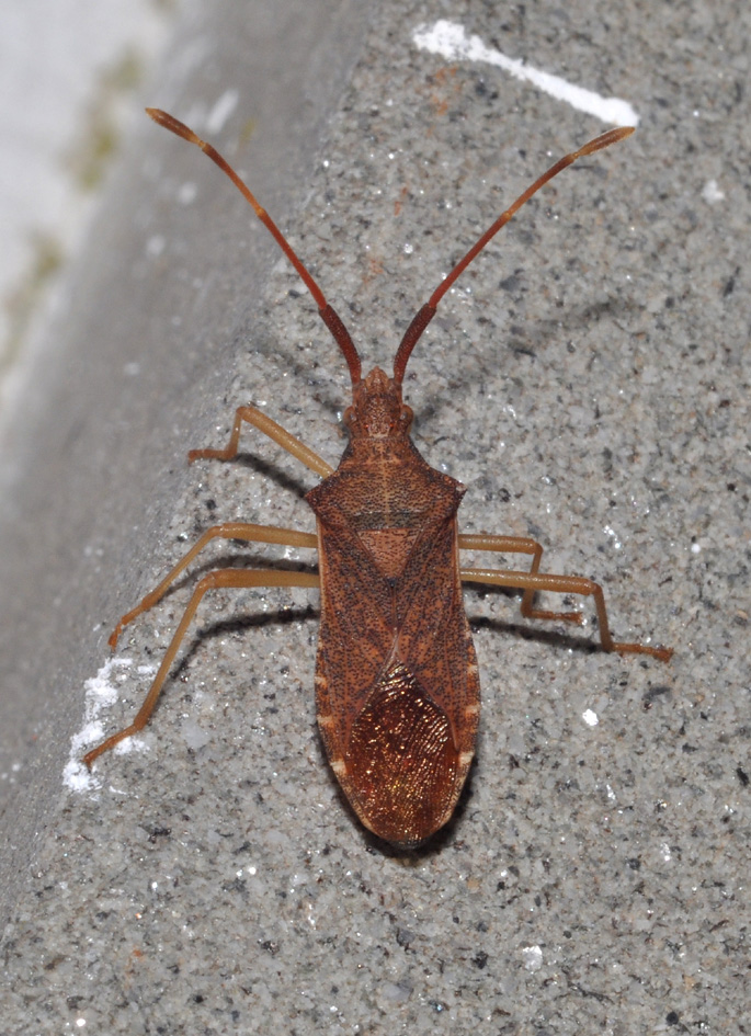 Coreidae:  Gonocerus acuteangulatus della Toscana (AR)