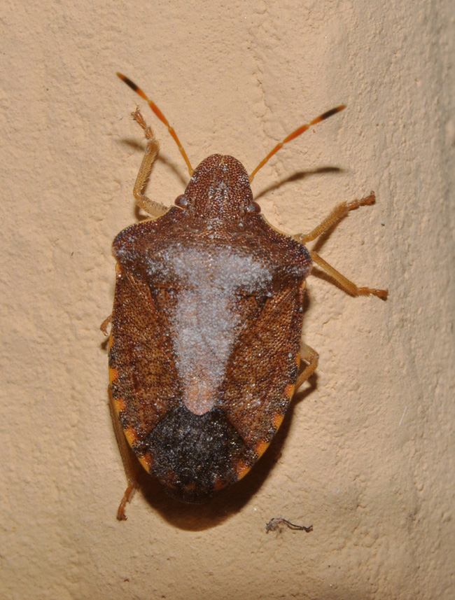 Pentatomidae: Holcostethus strictus di Cavriglia (AR)