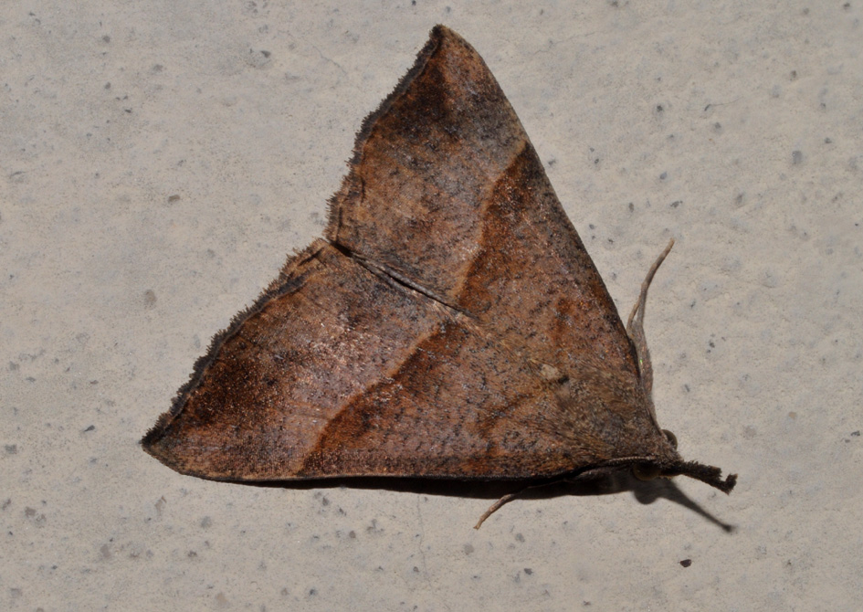 Hypena proboscidalis (Erebidae)