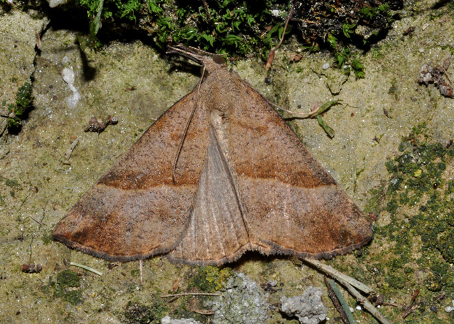 Hypena proboscidalis (Erebidae)