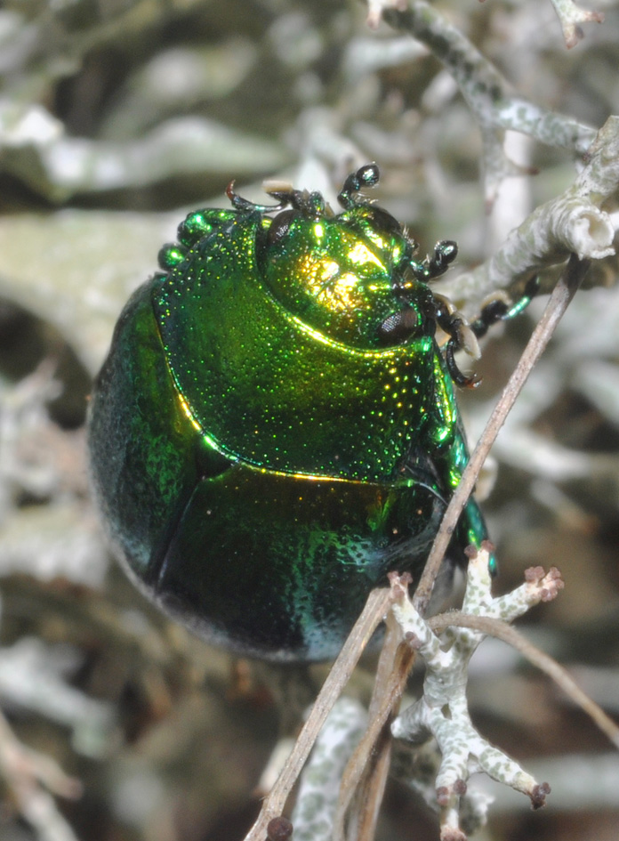 Chrysolina herbacea (Chrysomelidae) - ritratto