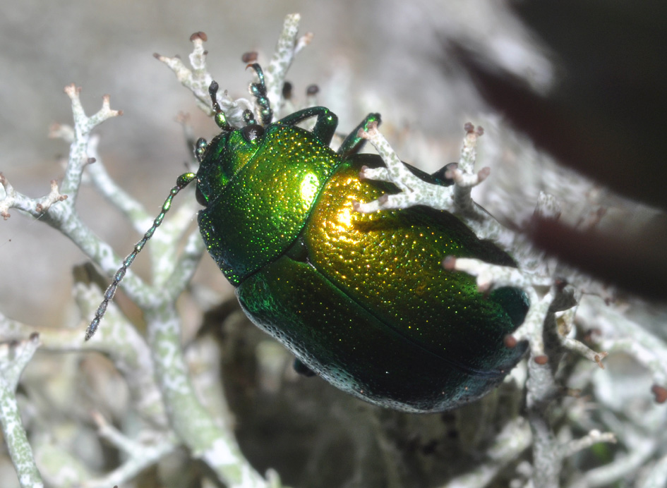 Chrysolina herbacea (Chrysomelidae) - ritratto