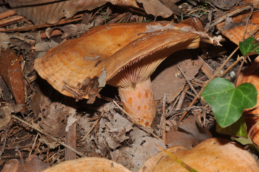 Lactarius deliciosus?