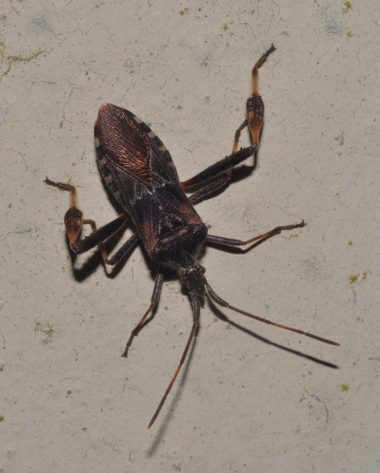 Coreidae: Leptoglossus occidentalis della Toscana (AR)