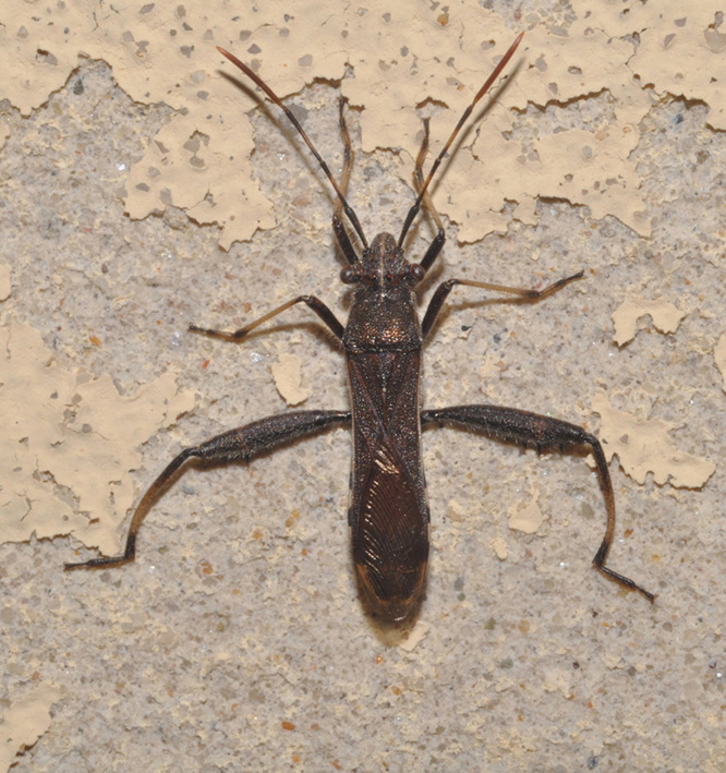 Alydidae: Camptopus lateralis della Toscana (AR)