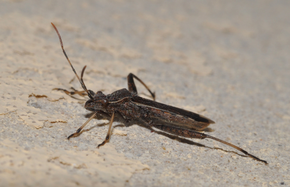 Alydidae: Camptopus lateralis della Toscana (AR)