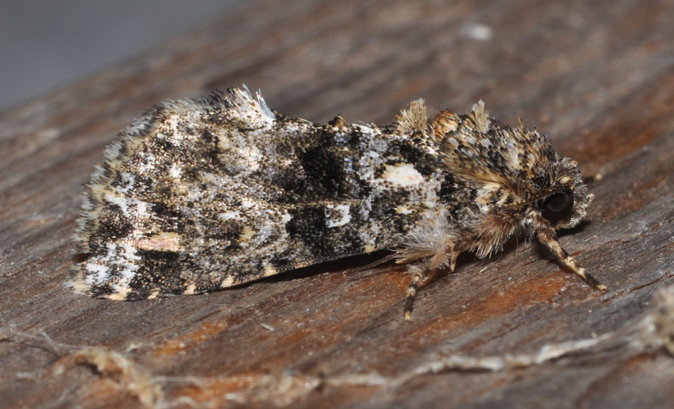 Noctuidae (?) - 2