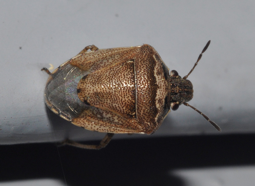 Pentatomidae: Eysarcoris ventralis di Settimo Milanese