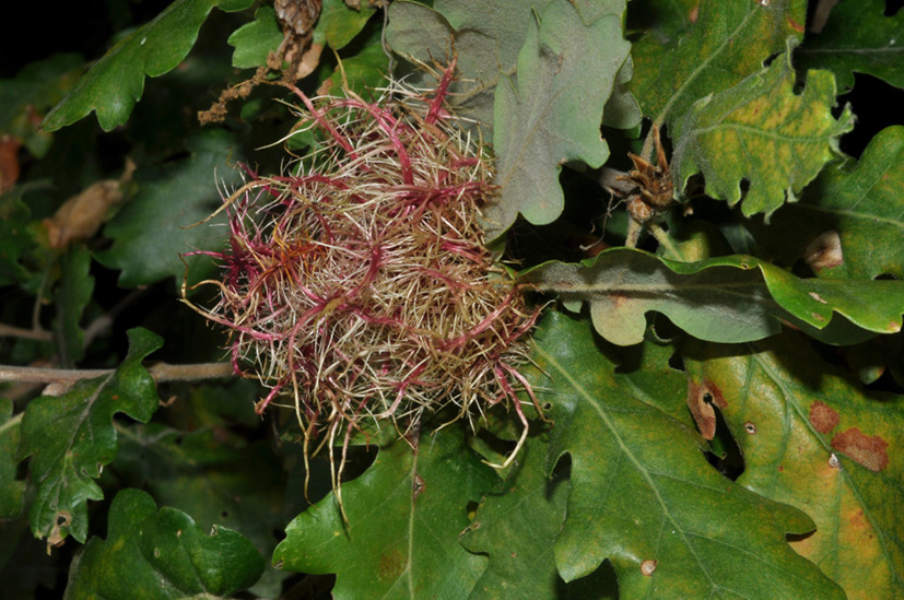 galla di Andricus caputmedusae, Hymenoptera Cinipidae.