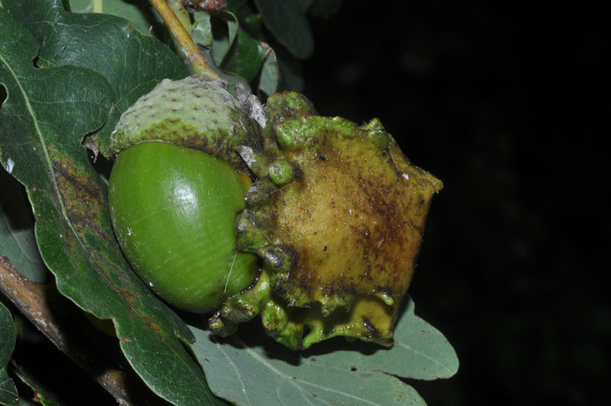 galla su quercia: Andricus cfr quercuscalicis