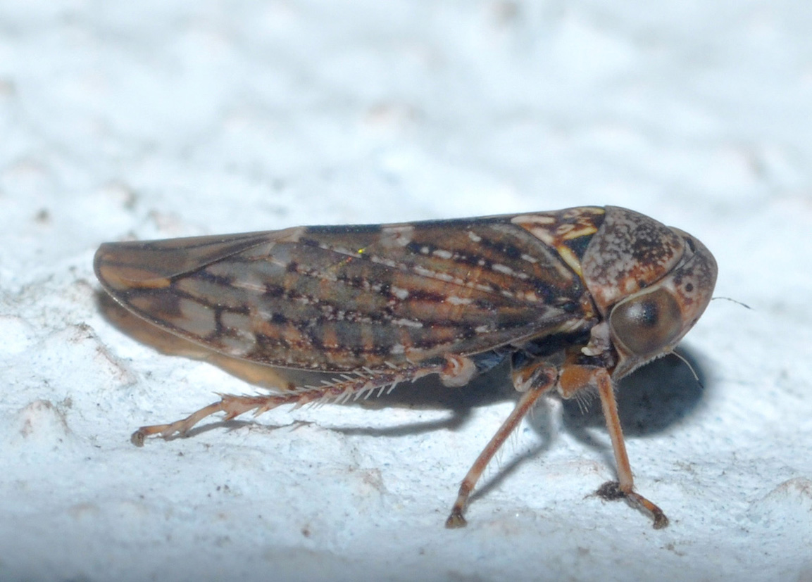 Cicadellidae: Acericerus sp.