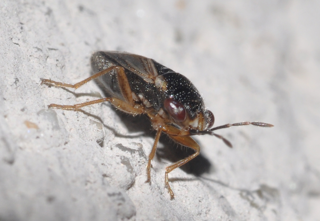 Lygaeidae: Geocoris pallidipennis della Toscana (AR)