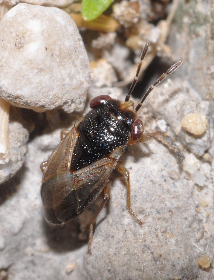 Lygaeidae: Geocoris pallidipennis della Toscana (AR)