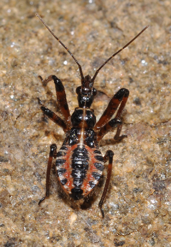 Rhynocoris: ninfa o adulto? Rhynocoris cf iracundus (ninfa)