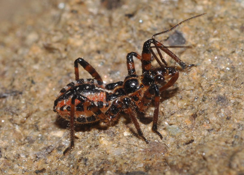 Rhynocoris: ninfa o adulto? Rhynocoris cf iracundus (ninfa)