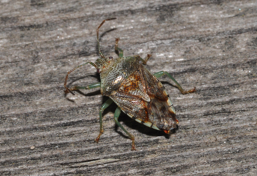 Acanthosomatidae: Elasmucha grisea della Lombardia (MI)