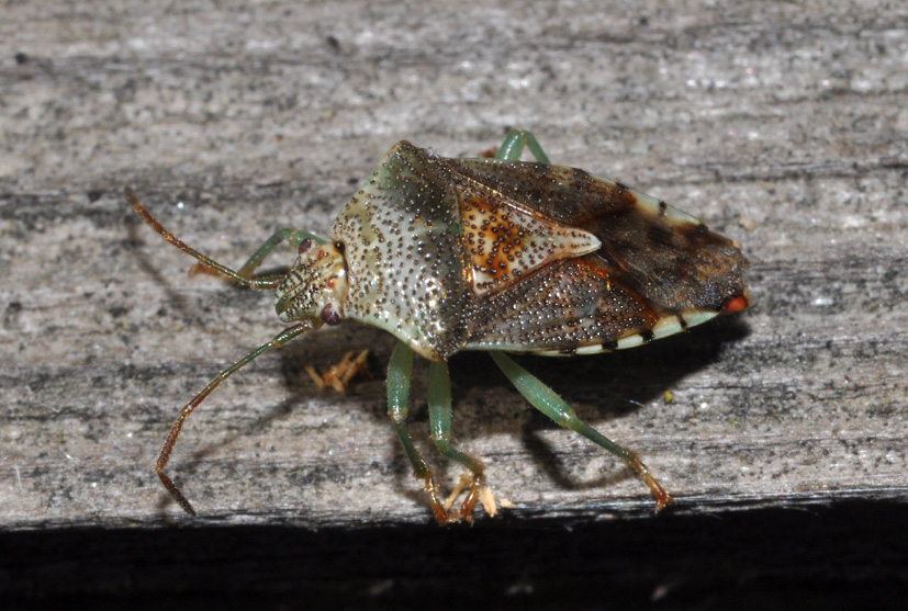 Acanthosomatidae: Elasmucha grisea della Lombardia (MI)